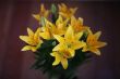 lily flowers 
