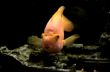 parrot fish    