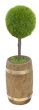 Tree Planted in Wooden barrel