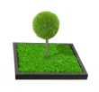 Tree on a Raised Garden