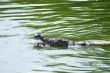 Alligator in the river