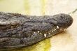 A crocodile is always alert 