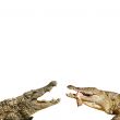 Dangerous beasts 