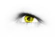 Yellow Iris 