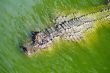Crocodile - A dangerous fighter 