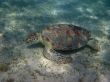 sea turtle eat