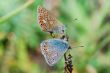 two blue butterflies