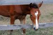 Chestnut Horse Looks out from Enclosure