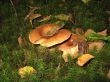 mushrooms in the moss