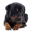 cute rottweiler