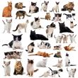 cats in studio