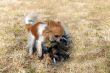 playing puppies chihuahua