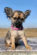 puppy chihuahua