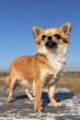 female chihuahua