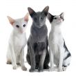 three oriental cats