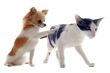 oriental cat and chihuahua