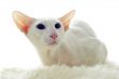 white oriental cat