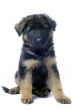 puppy german shepherd