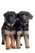puppies german shepherd