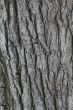 Poplar bark