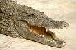 dangerous alligator
