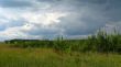 beautiful landscape with young pines