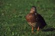 duck in the grass