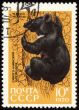 Black bear on post stamp