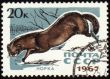 Mink on post stamp