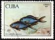 Fish Chromis marginatus on post stamp