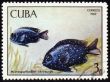 Fish Microspathodon chrysurus on post stamp