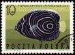 Imperial angelfish (Pomacanthus imperator) on post stamp