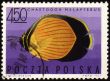 Black-eye butterflyfish (Chaetodon melapterus) on post stamp