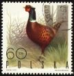 Ringnecked Pheasant on post stamp