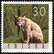 Lynx on post stamp