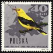Oriole on post stamp