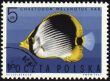 Striped Butterflyfish on post stamp