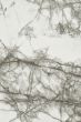 white marble texture background - High resolution scan