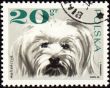 Maltese dog on post stamp