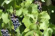 blue grapes