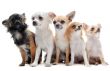 five chihuahuas