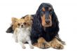 english cocker and chihuahua