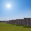 solar plants in the rows