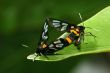 Macro shot of a butterfly