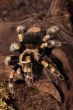 Redknee Spider