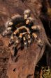 Redknee Spider