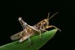 Grasshopper