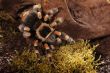 Redknee Spider