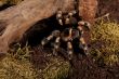 Brachypelma Smithi