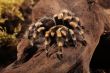 Brachypelma Smithi